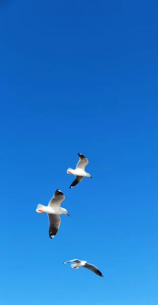 Australia Una Gaviota Blanca Libre Volando Cielo Despejado — Foto de Stock