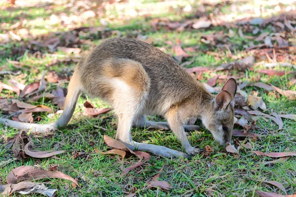 Vista Cerca Del Canguro Parque Nacional Australia —  Fotos de Stock