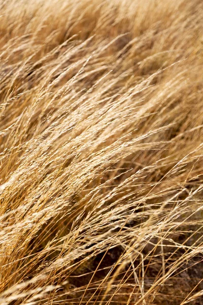秋のコンセプトのような黄色い草の抽象的な質感 — ストック写真
