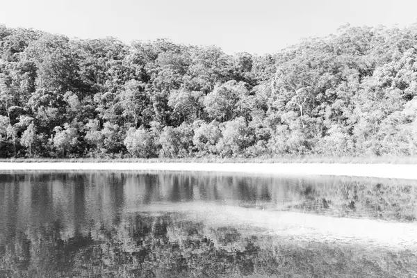 Австралии Озеро Маккензи Туристическое Дерево Отдохнуть Раю — стоковое фото