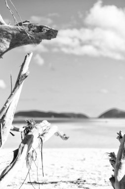 Avustralya whitsunday içinde ada ağaç ve paradise Körfezi'beach