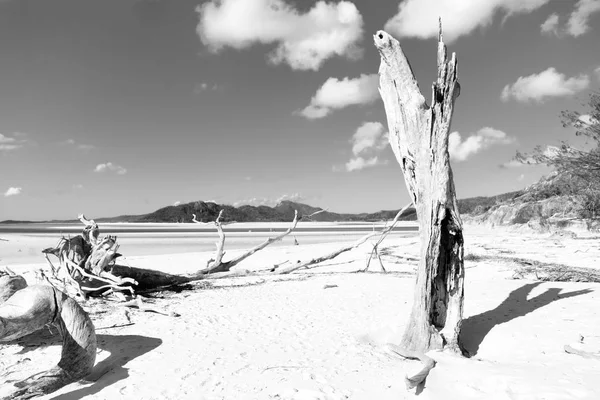 Австралии Whitsunday Остров Дерево Пляж Райском Заливе — стоковое фото