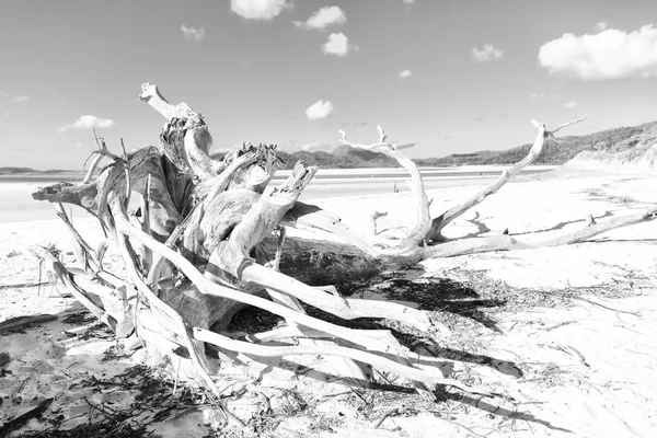 Australia Whitsunday Isla Árbol Playa Bahía Paradisíaca —  Fotos de Stock