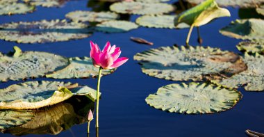 Avustralya ile nilüfer su çiçeği çiçek havuzda huzur kavramı