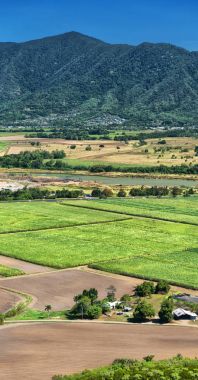 colutivation yüksek alan