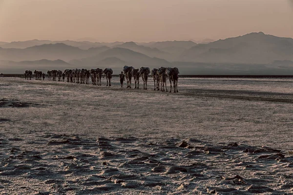 Danakil Ethiopia África Lago Salgado Camelos Carovan Paisagem — Fotografia de Stock