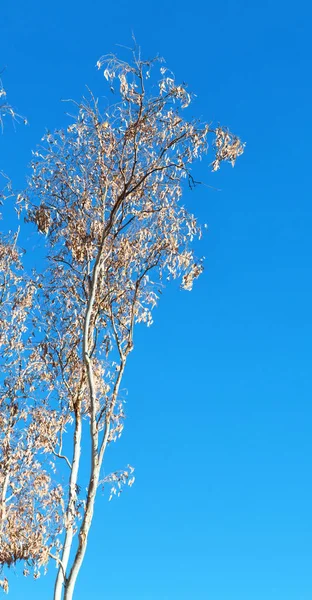 나무와 잎 맑은 하늘에 — 스톡 사진