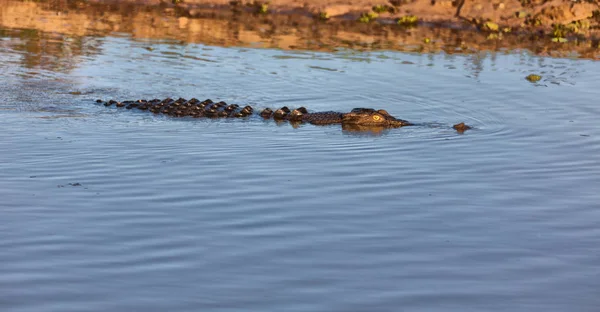 У австралийских рептилий крокодил в реке — стоковое фото
