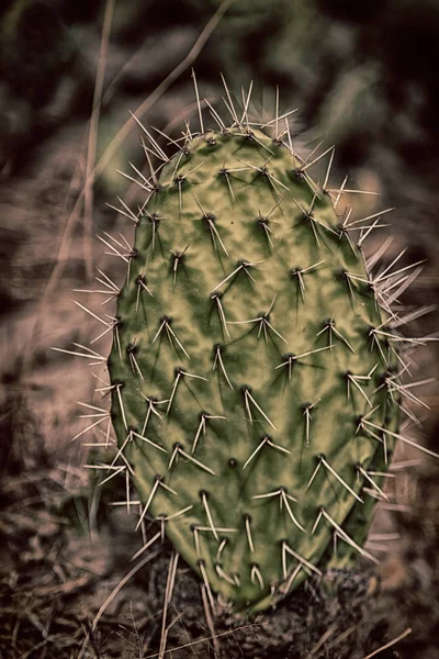 Az égen, mint a hátsó szobai absztrakt kaktusz növény — Stock Fotó