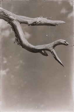 Etiyopya'da Afrika Soyut doku arka planını bir canavar gibi boş bir şube