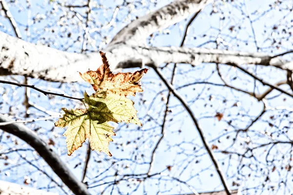 In einem Park die Blätter des Herbstes wie ein Naturkonzept — Stockfoto