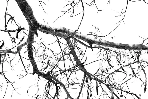 抽象纹理的树枝在空的天空像概念 — 图库照片