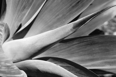 doku ve yaprakları arka plan yakın çekim