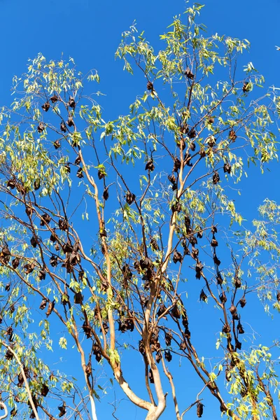 Die wilde Fledermauskolonie im Baum — Stockfoto