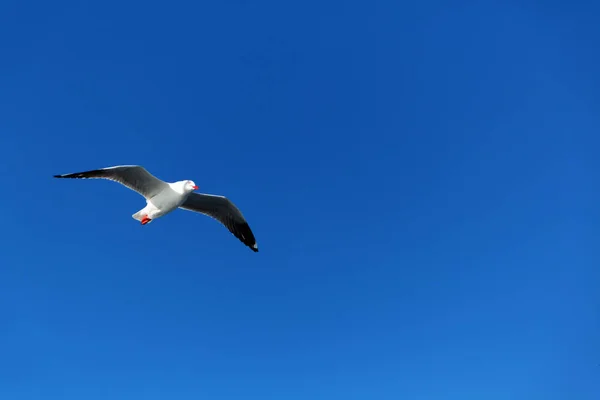 Australië Een Vliegende Witte Gratis Zeemeeuw Heldere Hemel — Stockfoto