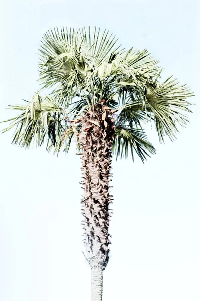 Австралии Ветвь Пальмы Ясном Небе — стоковое фото