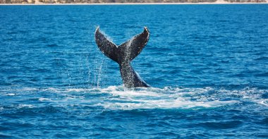 close up view of free whale in ocean in australia clipart