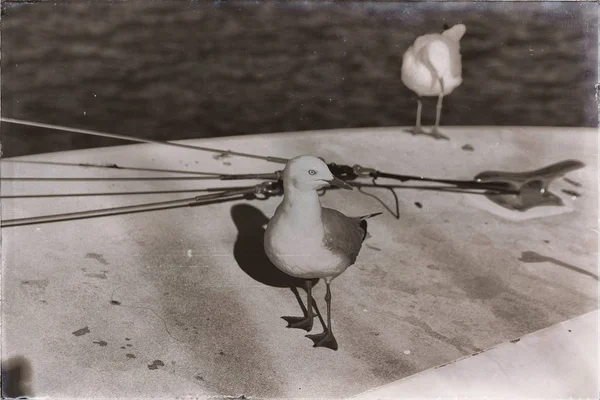 Ponte catamarano un sacco di gabbiano libero vicino al mare — Foto Stock