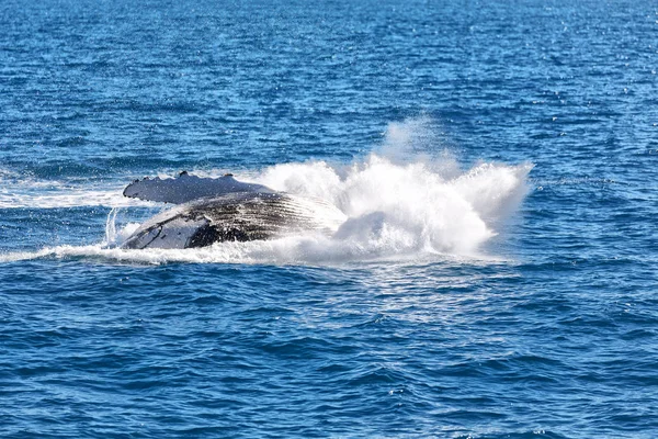 Na Austrália uma baleia livre no oceano — Fotografia de Stock