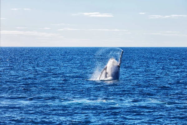 In australia a free whale in the ocean — Stock Photo, Image