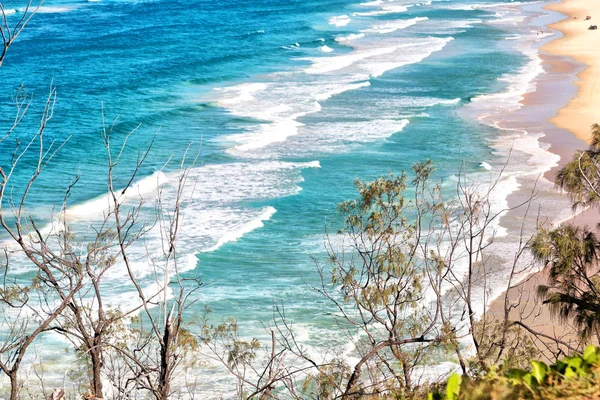 En australia la isla de playa el árbol y las rocas — Foto de Stock