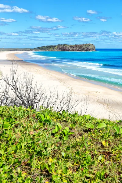 En australia la isla de playa el árbol y las rocas — Foto de Stock