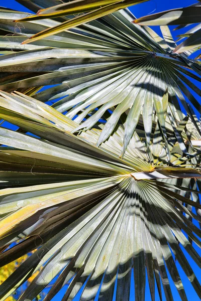 Am klaren Himmel der Palmenzweig — Stockfoto