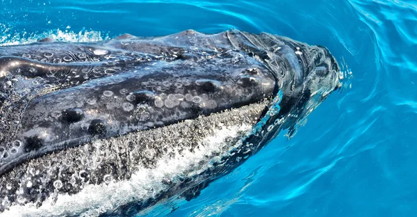 Close View Free Whale Ocean Australia — Stock Photo, Image