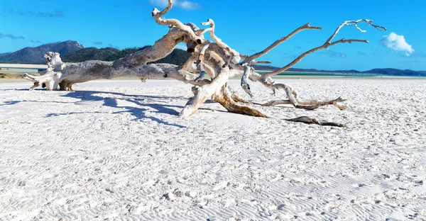 Playa Bahía Paradisíaca Whitsunday Isla Australia —  Fotos de Stock