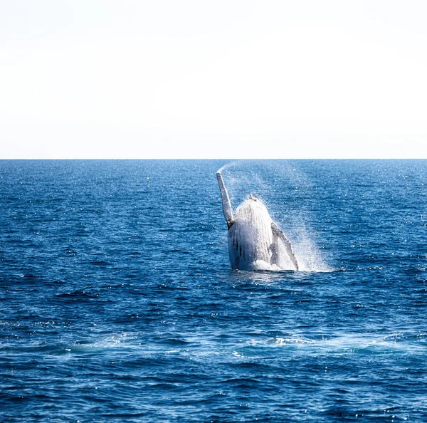 Stäng Upp Gratis Whale Havet Australien — Stockfoto