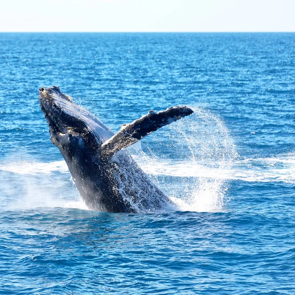 Stäng Upp Gratis Whale Havet Australien — Stockfoto