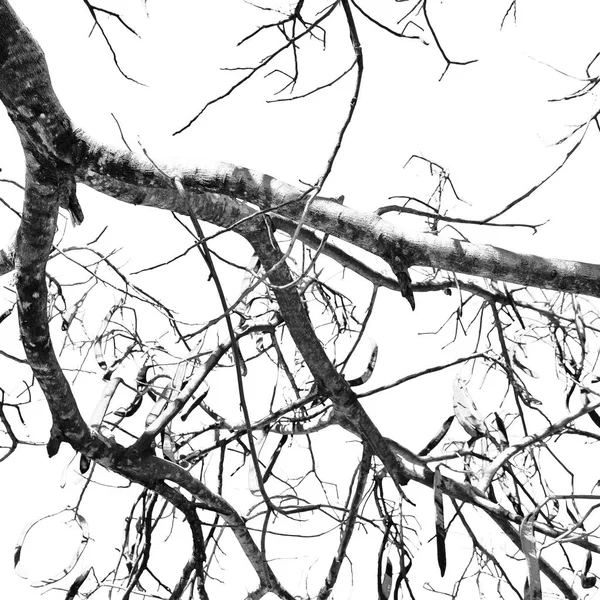 Textura Abstrata Galhos Céu Vazio Como Conceito — Fotografia de Stock