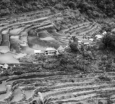   coultivation pirinç Teras alanı   