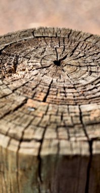 yüzey ağaç arka plan gibi soyut doku 