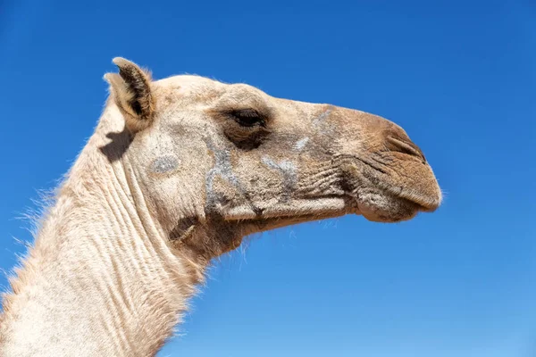 Gökyüzü arka plan ve deve — Stok fotoğraf