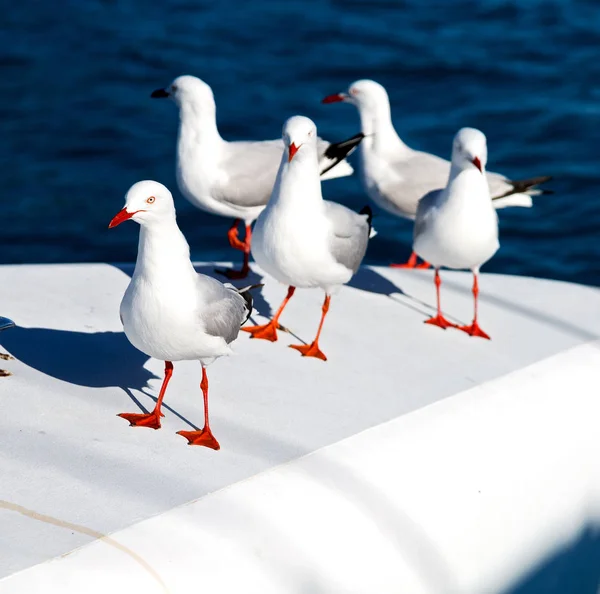 Catamaran pont beaucoup de mouette libre près de la mer — Photo