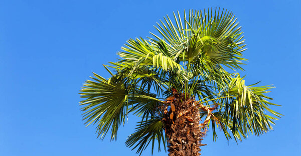 на ясном небе ветвь пальмы
 