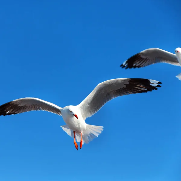 Uma gaivota branca livre voando no céu claro — Fotografia de Stock