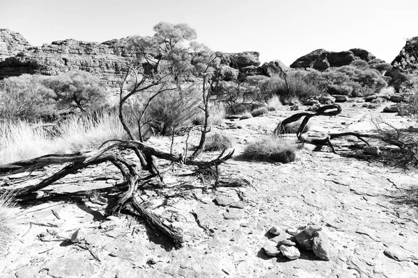 Die königliche Schlucht Natur wild und Outback — Stockfoto