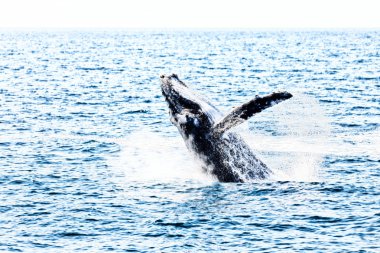 Avustralya okyanus ücretsiz bir balina