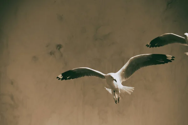 Een witte gratis zeemeeuw, vliegen in de heldere hemel — Stockfoto