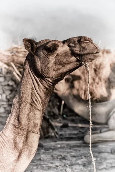 In de abstracte achtergrond van de hemel en de kameel — Stockfoto