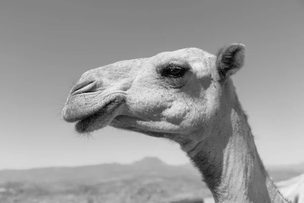 W niebo streszczenie tło i camel — Zdjęcie stockowe