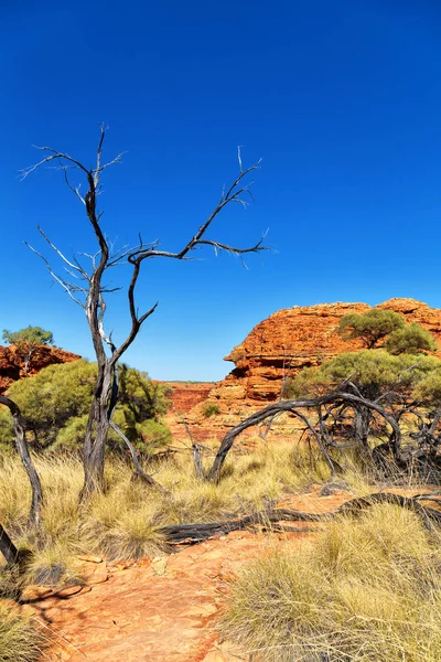 Os reis desfiladeiro natureza selvagem e outback — Fotografia de Stock