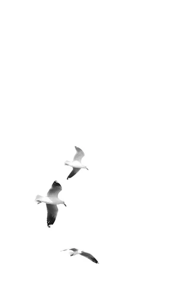 Uma gaivota branca livre voando no céu claro — Fotografia de Stock