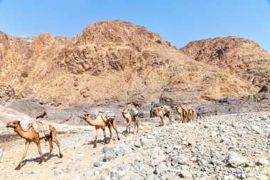 Doğal görünümü ile Danakil, Etiyopya, Afrika çöl geçmekte deve karavan 