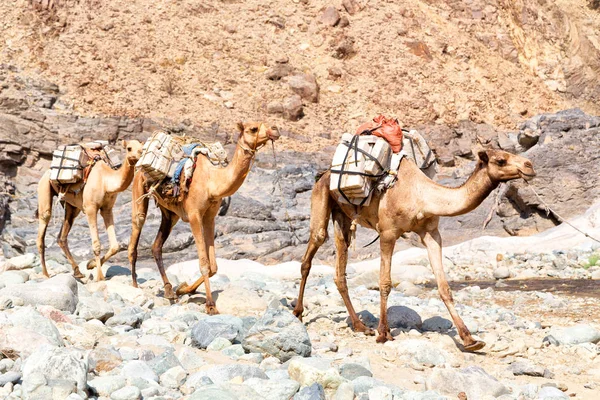 Vista Panoramica Carovana Con Cammelli Che Attraversano Deserto Danakil Etiopia — Foto Stock