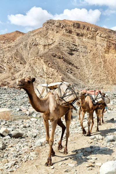 Vista Panorámica Caravana Con Camellos Pasando Por Desierto Danakil Etiopía — Foto de Stock