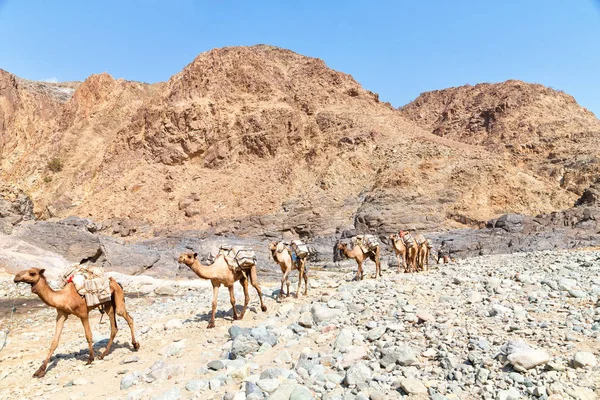 Vista Panoramica Carovana Con Cammelli Che Attraversano Deserto Danakil Etiopia — Foto Stock