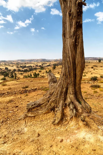 在埃塞俄比亚非洲在老谷一棵死的树和他的根在地面 — 图库照片